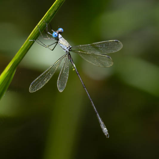 Lestes scalaris (Wedge-striped Spreadwing) male-3.jpg